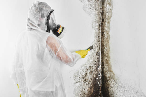 Best Health and Safety Mold Remediation in Sawyerwood, OH