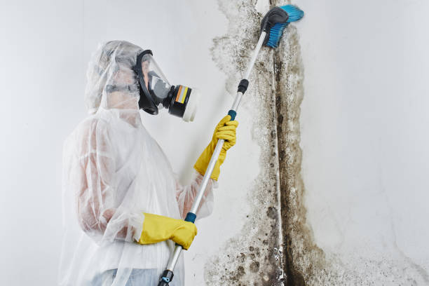 DIY Mold Remediation Support Services