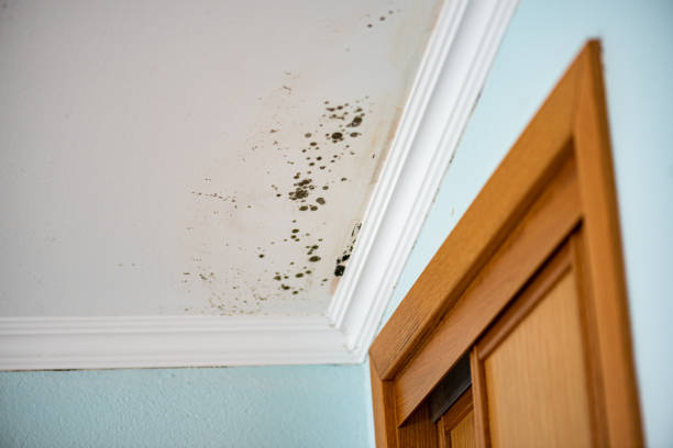 Best Residential Mold Remediation in Sawyerwood, OH