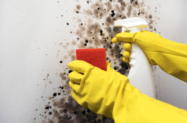 Best Attic Mold Remediation in Sawyerwood, OH